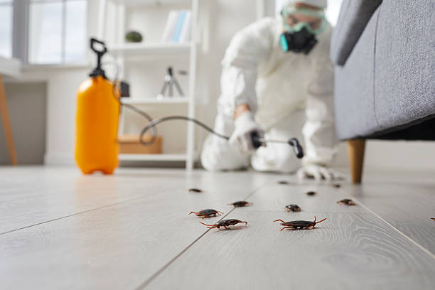 Commercial Rodent Management in Big Bear City